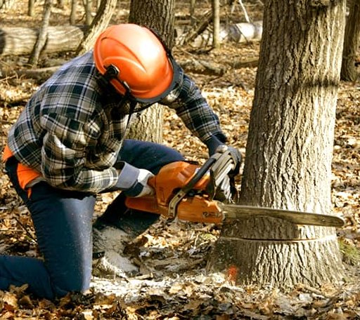Tree Removal in Garland, ME